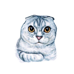 Watercolor illustration of a funny cat. Hand made character. Popular cat breeds.