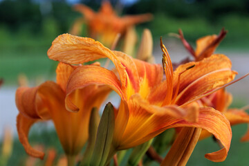 Orange daylilies