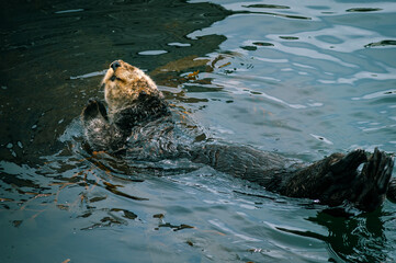 Adorable California Pacific Sea Otter grooming and swimming in the kelp in Monterey, CA