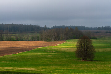 Cultivated land in early spring