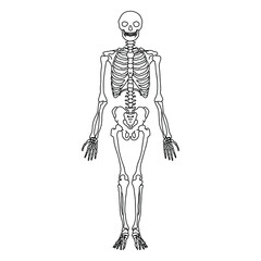 Human skeleton, drawn by lines on white background. Vector Stock illustration.