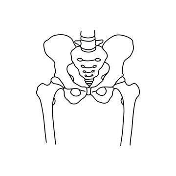 Human pelvic bones, drawn by lines on white background. Vector Stock illustration.