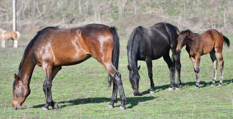 Horses on the farm