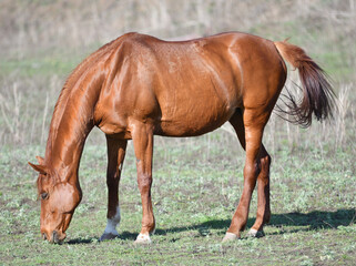Fototapeta premium Horses on the farm