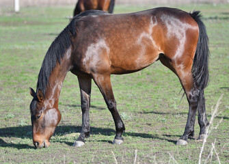 Obraz premium Horses on the farm