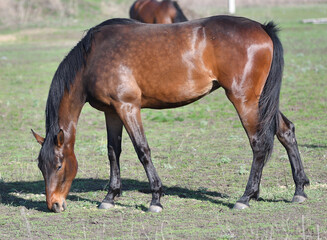 Fototapeta premium Horses on the farm