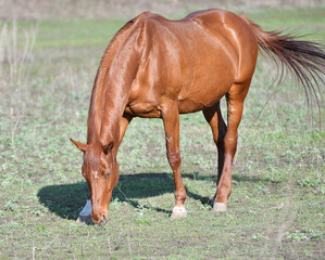 Fototapeta premium Horses on the farm