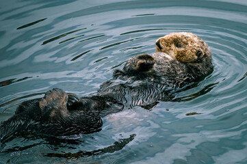 Adorable California Pacific Sea Otter grooming and swimming in the kelp in Monterey, CA