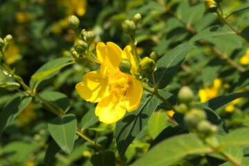 Fototapeta premium yellow flowers