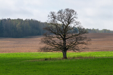  Cultivated land in early spring