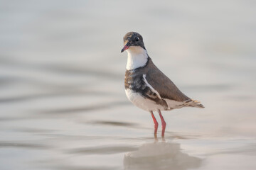 Backlit Red-kneed dotterel (Erythrogonys cinctus) wading in water