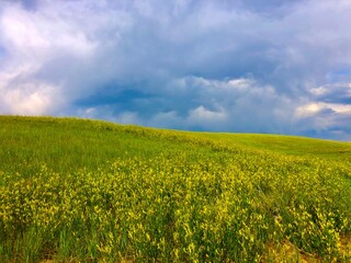 Fototapeta premium Colorado Field of Wildflowers