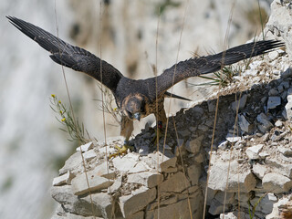 Peregrine falcon (Falco peregrinus) Juvenile