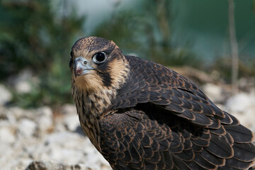 Peregrine falcon (Falco peregrinus) Juvenile