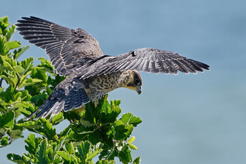 Peregrine falcon (Falco peregrinus) Juvenile