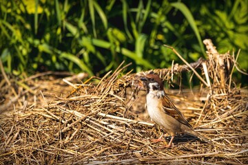 Portrait of a small beautiful bird sitting on a hay on a background of green grass