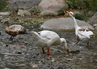 close up portrait of a duck on the water