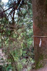 Sacred cedar tree with Yorishiro ropes and folded paper strips inside a mountain forest in Japan.