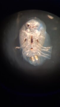 Argulus foliaceus