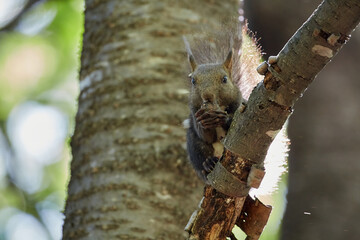 Ezo Squirrel wearing summer hair (photographed in June), Obihiro Green Park, Hokkaido, Japan