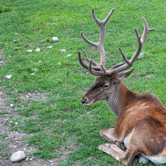 Red deer with big horns is resting on a green lawn.