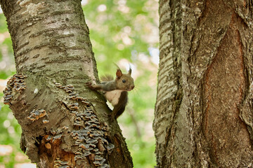Obraz premium Ezo Squirrel wearing summer hair (photographed in June), Obihiro Green Park, Hokkaido, Japan