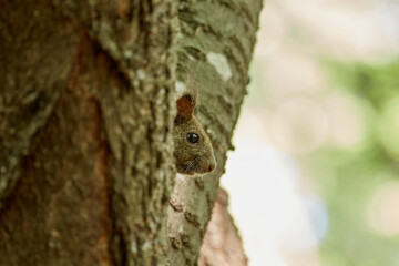 Ezo Squirrel wearing summer hair (photographed in June), Obihiro Green Park, Hokkaido, Japan