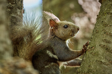 Ezo Squirrel wearing summer hair (photographed in June), Obihiro Green Park, Hokkaido, Japan