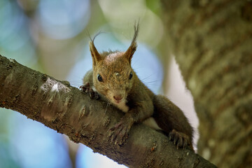 Ezo Squirrel wearing summer hair (photographed in June), Obihiro Green Park, Hokkaido, Japan