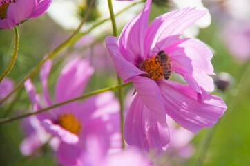 A close-up of chrysanthemums in the garden