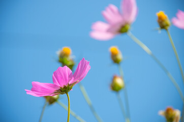 Fototapeta premium A close-up of chrysanthemums in the garden
