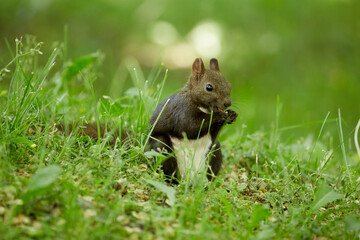 Ezo Squirrel wearing summer hair (photographed in June), Obihiro Green Park, Hokkaido, Japan