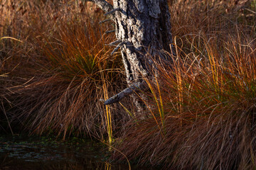 Swamp on a sunny day in great colors