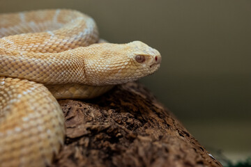 close up of a rattle snake
