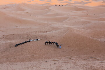Many camels lay in the desert during the day time.