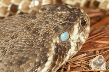 close up of a rattlesnake about to shead