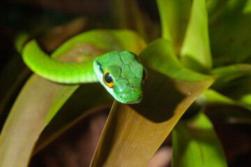 portrait of a vine snake
