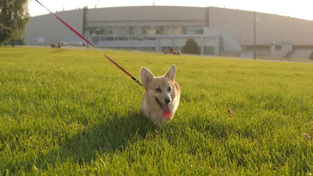 Small happy welsh corgi pembroke runs through fresh green grass. Cute puppy walks on the lawn at sunset outdoors