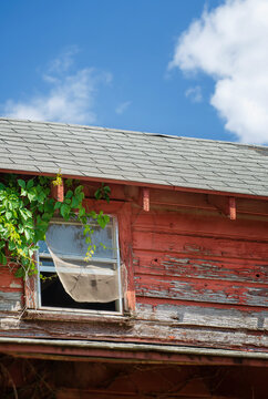Window of an old abandoned and weathered red barn. Vine growing on the wall and window mesh blowing in the wind.