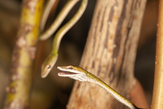 portrait of a fishing snake
