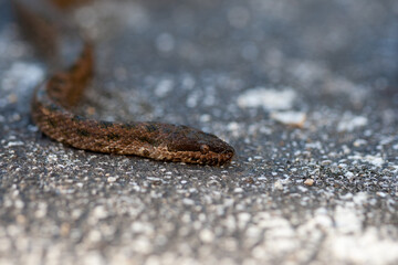 boa on the ground