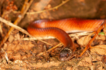 Red collared snake 