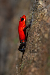 strawberry poison dart frog climbing a wall