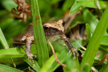 leopard frog in the grass