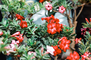 Naklejka premium r Adenium ed and yellow flowers