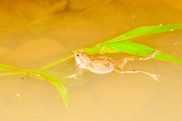frog in the pond mating call
