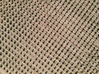 Aerial view of an Orchard