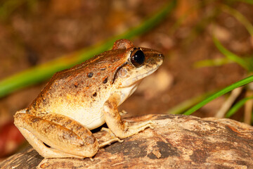 leopard frog on the ground