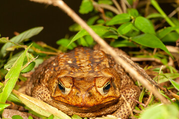 Toad in the grass