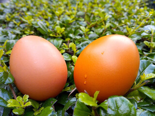 A pair of eggs lay on the Carmona retusa (Vahl) Masam. Natural green background.